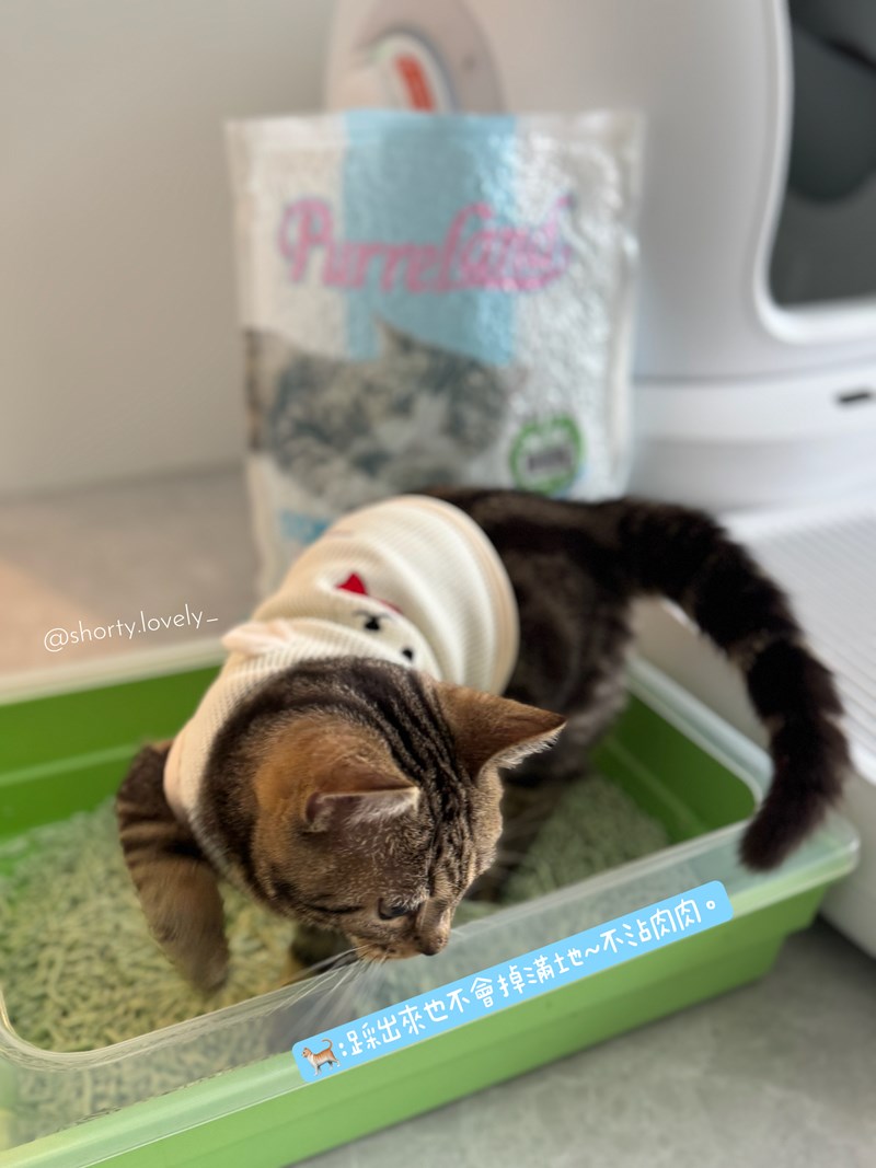 女人知己試用大隊,口碑行銷,部落客行銷,PurreLand 倍淨豆腐貓砂,好市多購買,COSTCO購買,豆腐貓砂,PurreLand倍淨,低粉塵,易清理,可沖馬桶,提供絕佳的除臭與凝結力,豆腐貓砂評價,貓砂評價,使用心得,貓砂分享,好用,原味,綠茶,豆腐砂,水量需完全覆蓋貓砂,水量需貓砂的2~3倍以上,豆腐砂評價,高CP值,划算